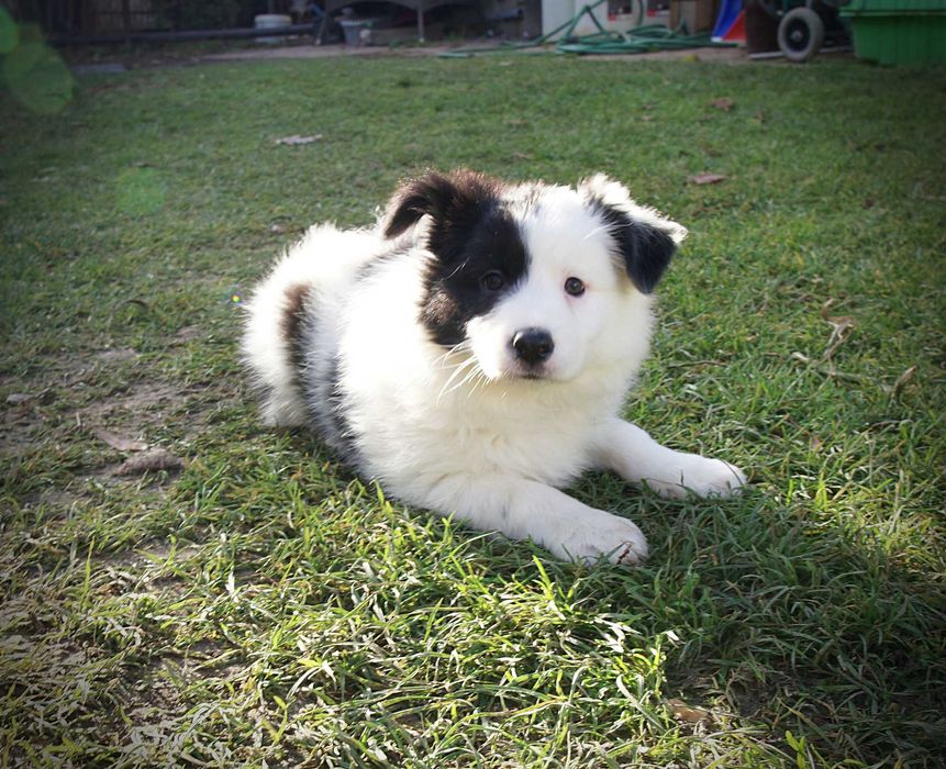 Border collie suczka linia show gotowa do odbioru