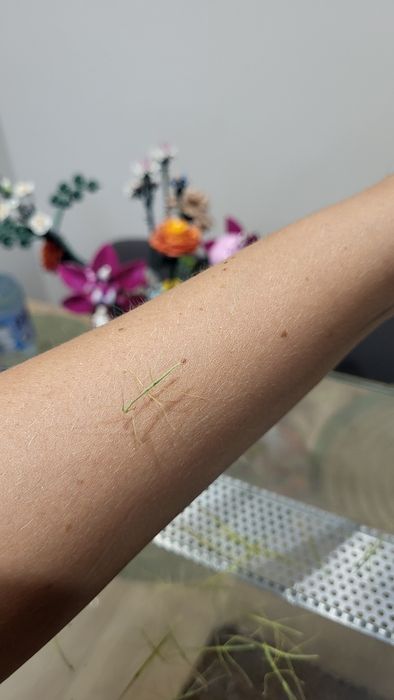 Oddam patyczaki skrzydlate