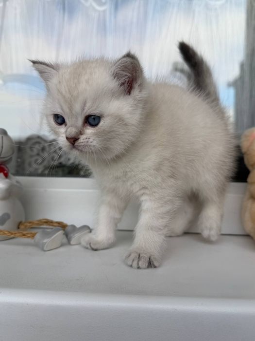 Шотландські кошенята