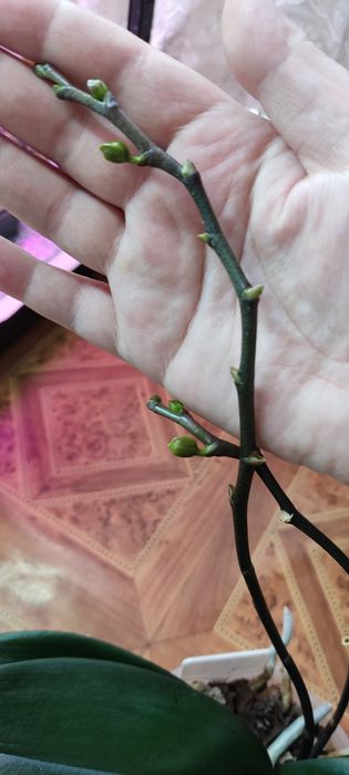 Орхідея фаленопсис