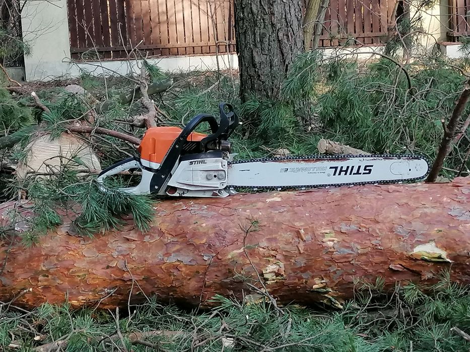 Wycinka i pielęgnacja drzew