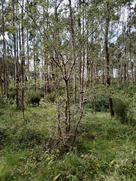 10 min da Praia do Salgado - Famalicão / Nazaré (Agricola) 7293m2