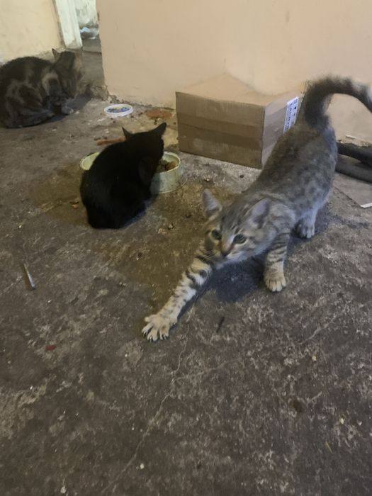 Отдам котят в хорошие руки