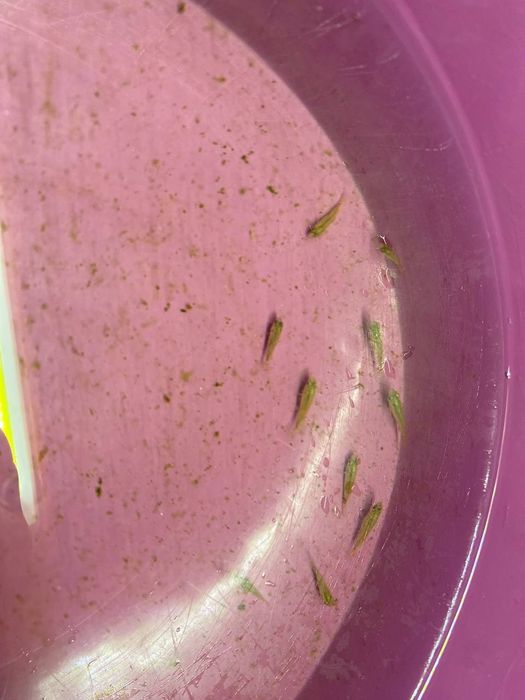 Хроміс красень 1,5-2см