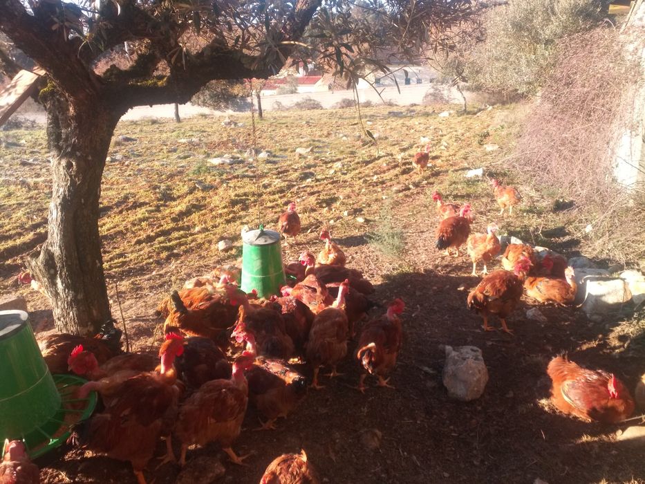 Galos do campo  caseiros