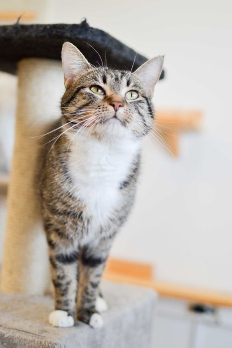 Cymbałek - 3 letni, towarzyski kot szuka kochającego domu!