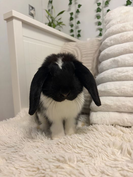 Królik miniatruka Mini Lop hodowla