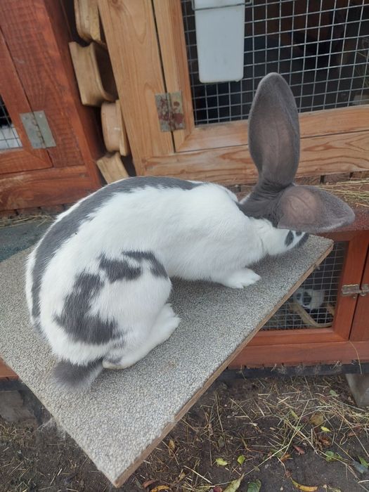 Srokacz niemiecki samica