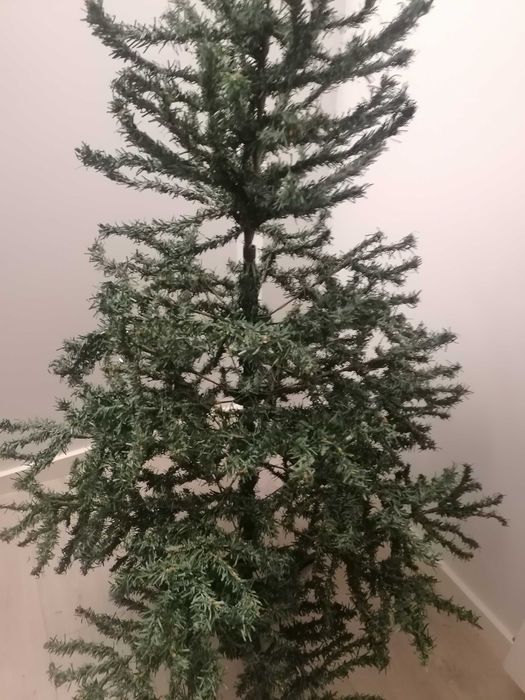 Árvore de natal usada