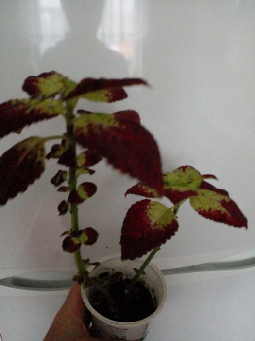 Колеус , дорослий вазон.