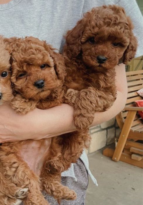 Мальтипу F2 -F1 mini