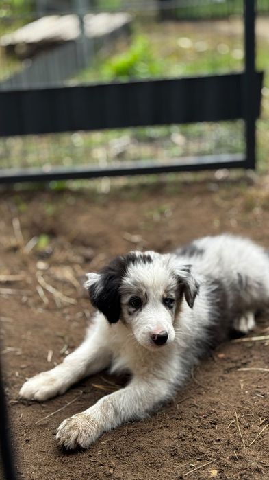 Border collie suczka blue merle ZKwP