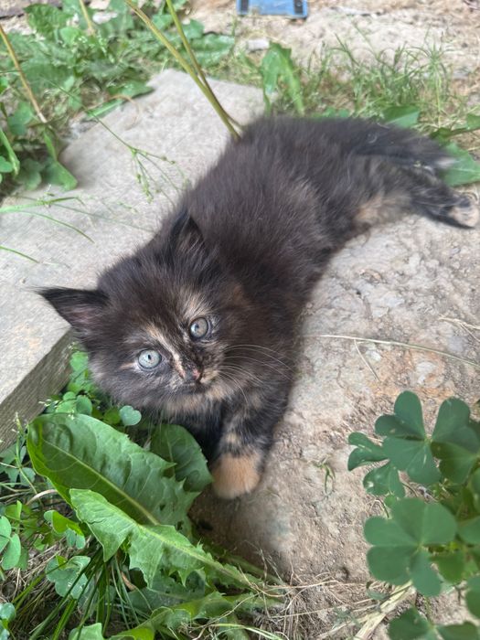 Кішечка в добрі руки