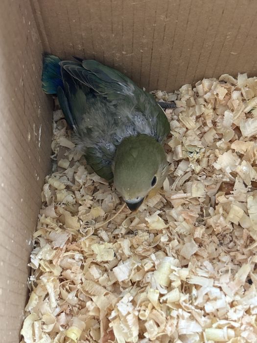 Agaporni pronto pra domesticar a mao