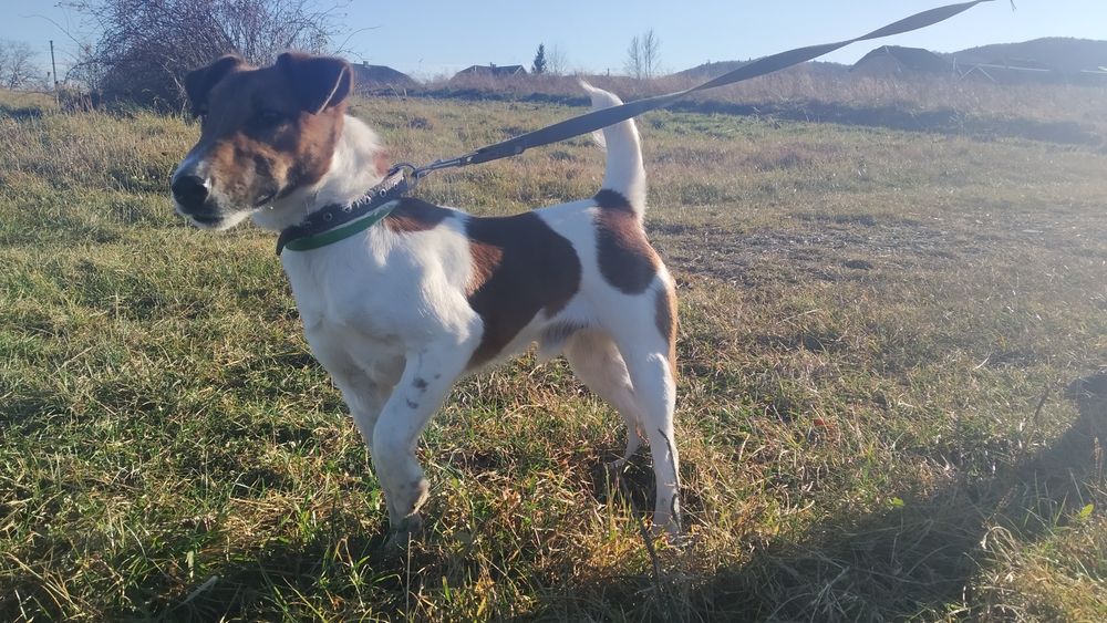 В'язка Фокстерєр