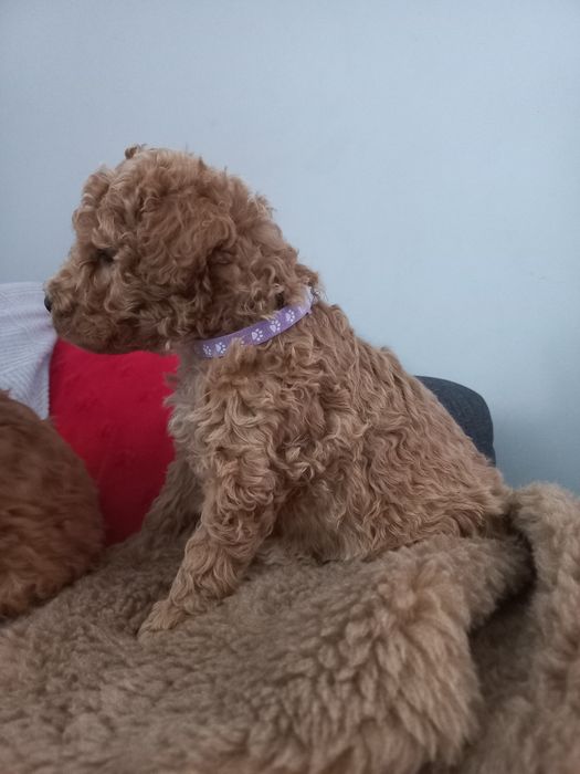 Pudel miniaturowy/średni do rezerwacji