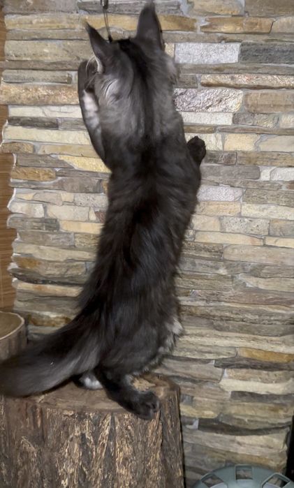 Мейн-кун хлопчик чорний таббі на сріблі