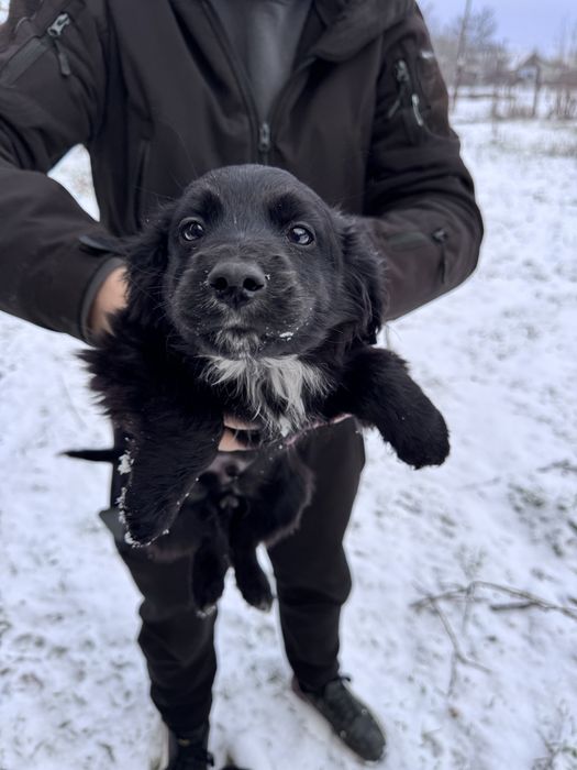 Отдам в хорошие руки щенков,метис спаниеля