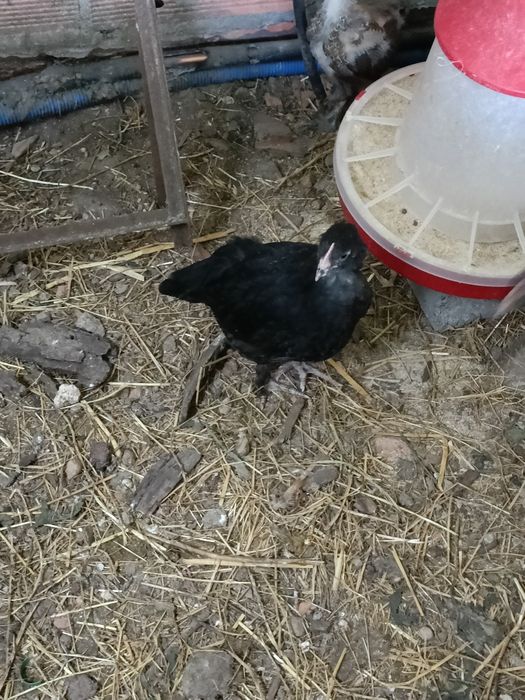 Maran Preto/Azul Cobre