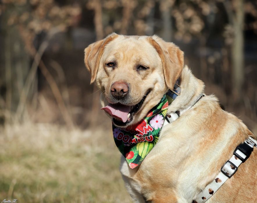 Hera labrador szuka swojego człowieka