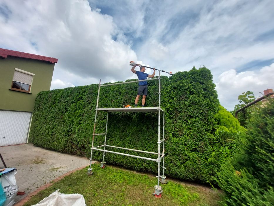 Wycinka, pielęgnacja drzew i zieleni
