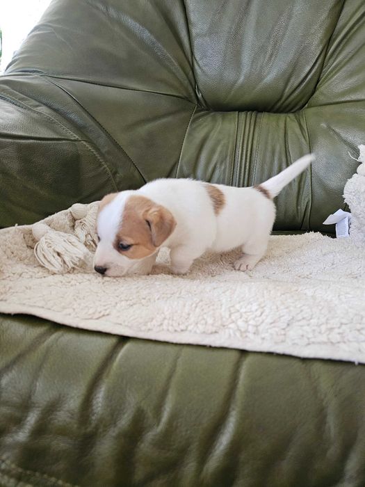 Jack Russell Terier suczka gładkowłosa