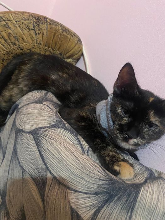 Кошеня безкоштовно дуже ніжне