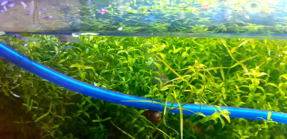 Vendo guppys alevinos de endler