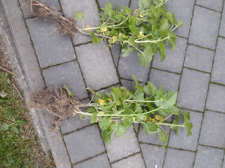 Porzeczka czarna Goferd sadzonki duże