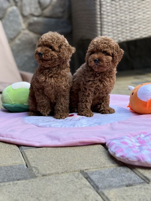 Топовые малыши щеночки Мальтипу !!!