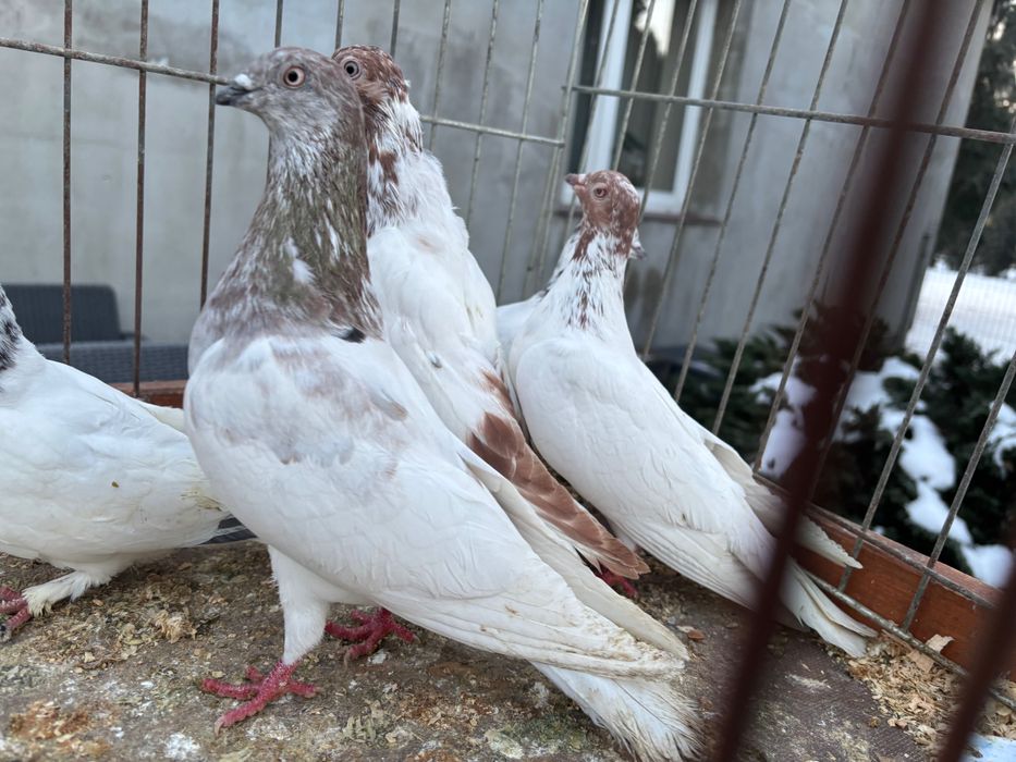 Gołębie Budapeszty