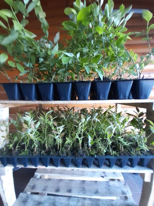 Черенки  живці лохини10 сортів.Саджанці лохини