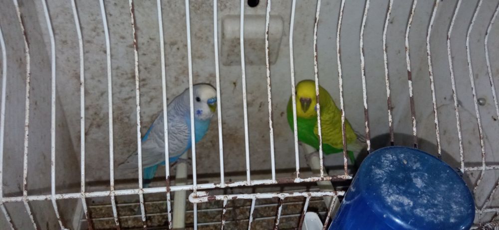 Periquitos Machos e Fêmeas