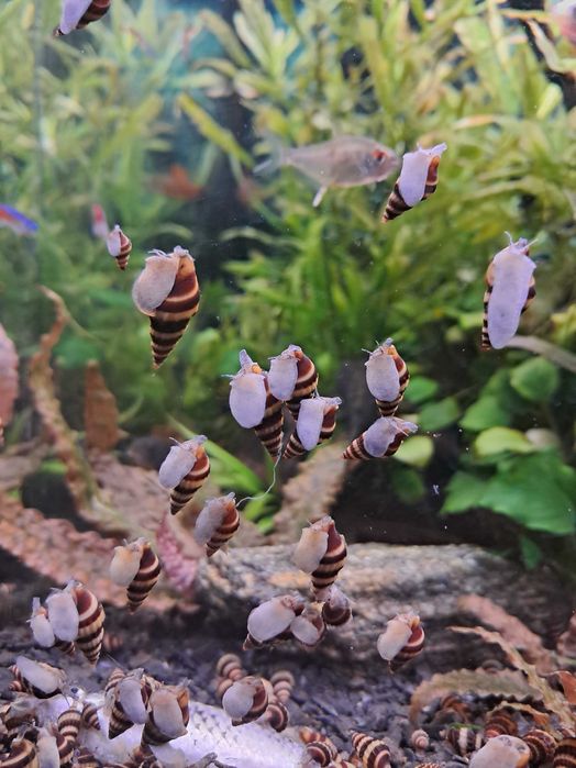 Sprzedam ślimaki helenka