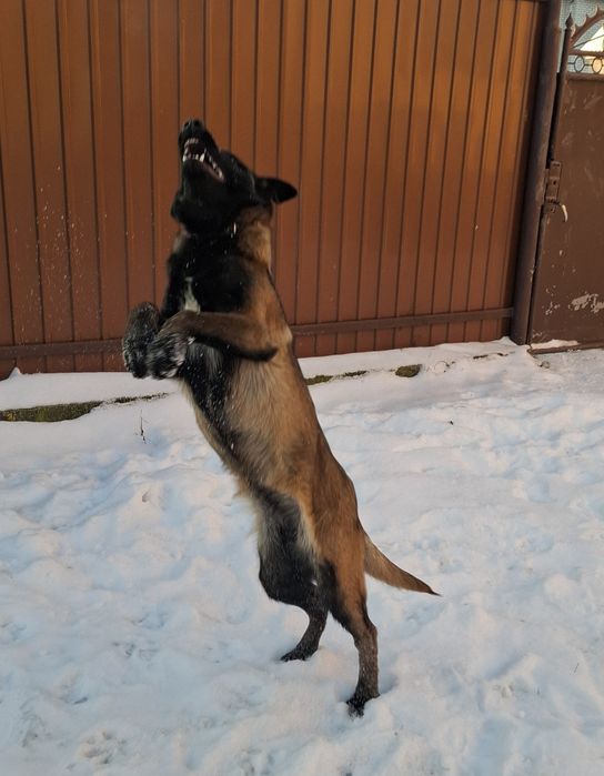 Бельгійська вівчарка малинуа