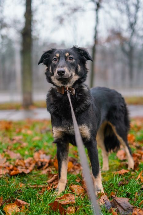 Гарна та розумна собачка Меггі в добрі руки!