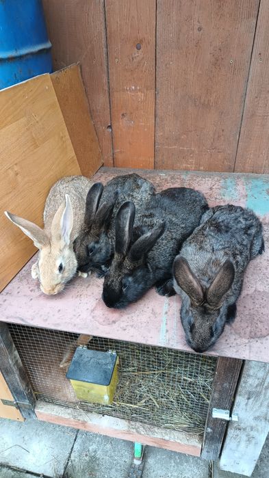 Króliki mieszańce