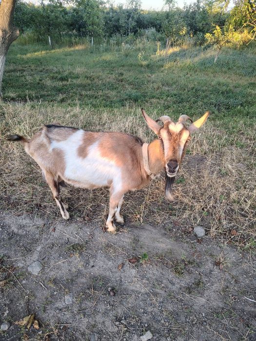 Продам дійні кози