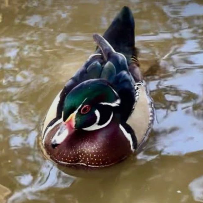Patos carolinos, machos e fêmeas