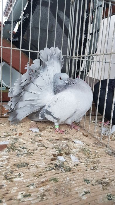 Gołąb Pawik srebrny samczyk