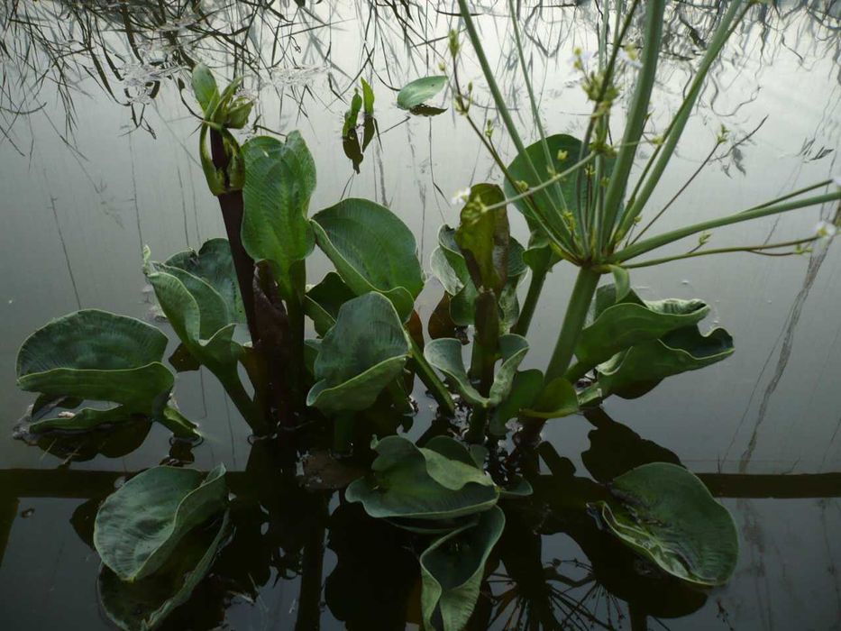 Rośliny wodne, rośliny przybrzeżne , Kamieńsk lesiakowski.pl
