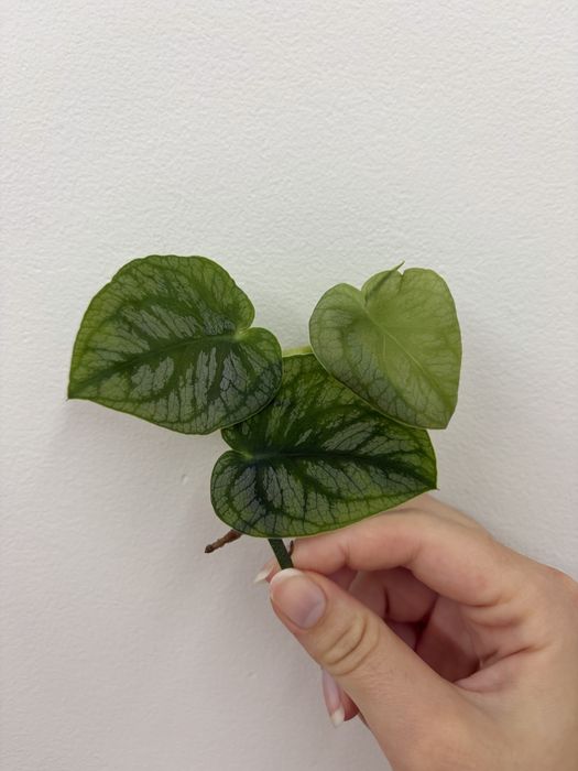 Corte de Monstera Dubia