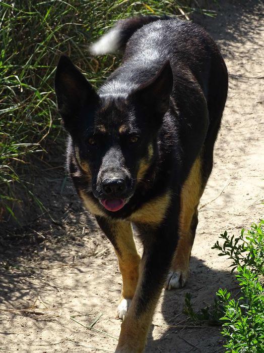 POLA- czarna suczka do adopcji