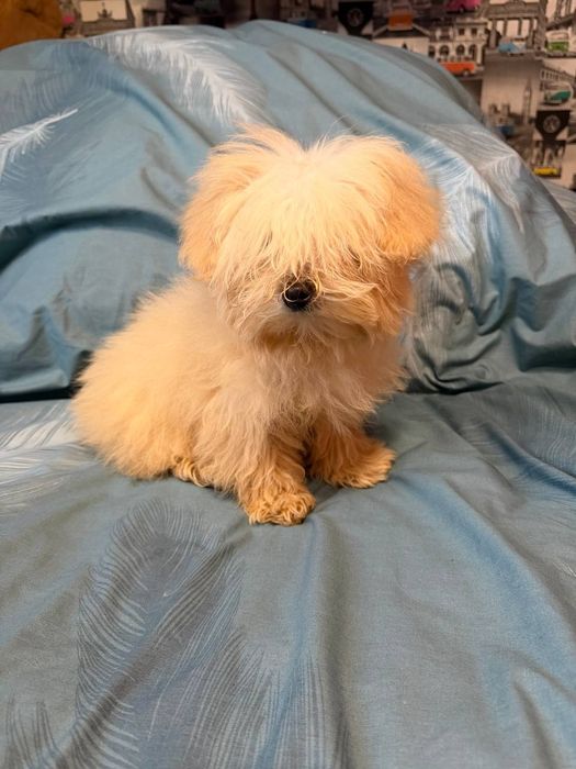 Мальчик Мальтипу!