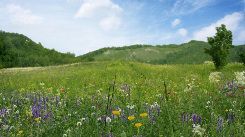Oddam trawe dla zwierzat kiszonka