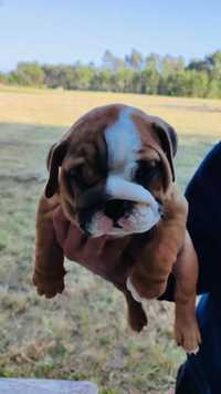 English hotsell bulldog olx