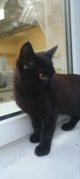 Хлопчик безкоштовно