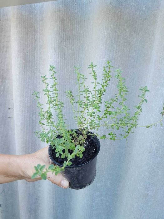 Знижки: Гортензія, бересклет, флокс, лаванда, спірея, кніфофія, чебрец