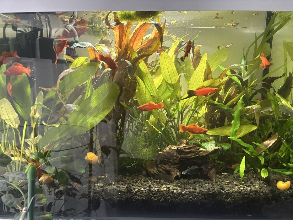 Mieczyki, pieknie wybarwione