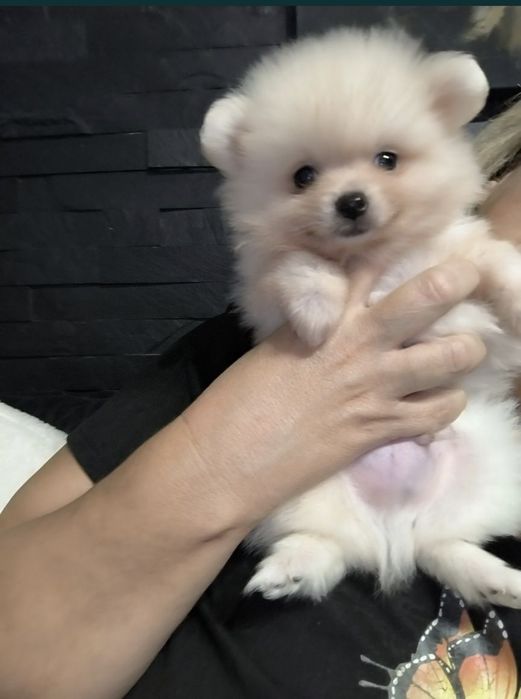 Spitz Anão.Lulu da Pomerânia. Perfeito